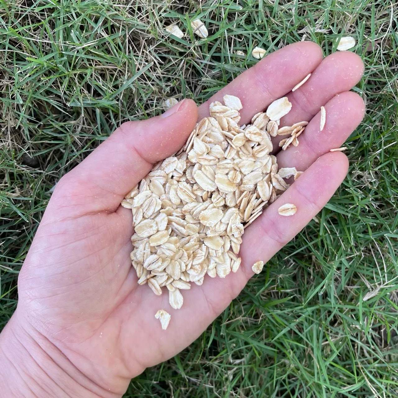 Overnight Oats